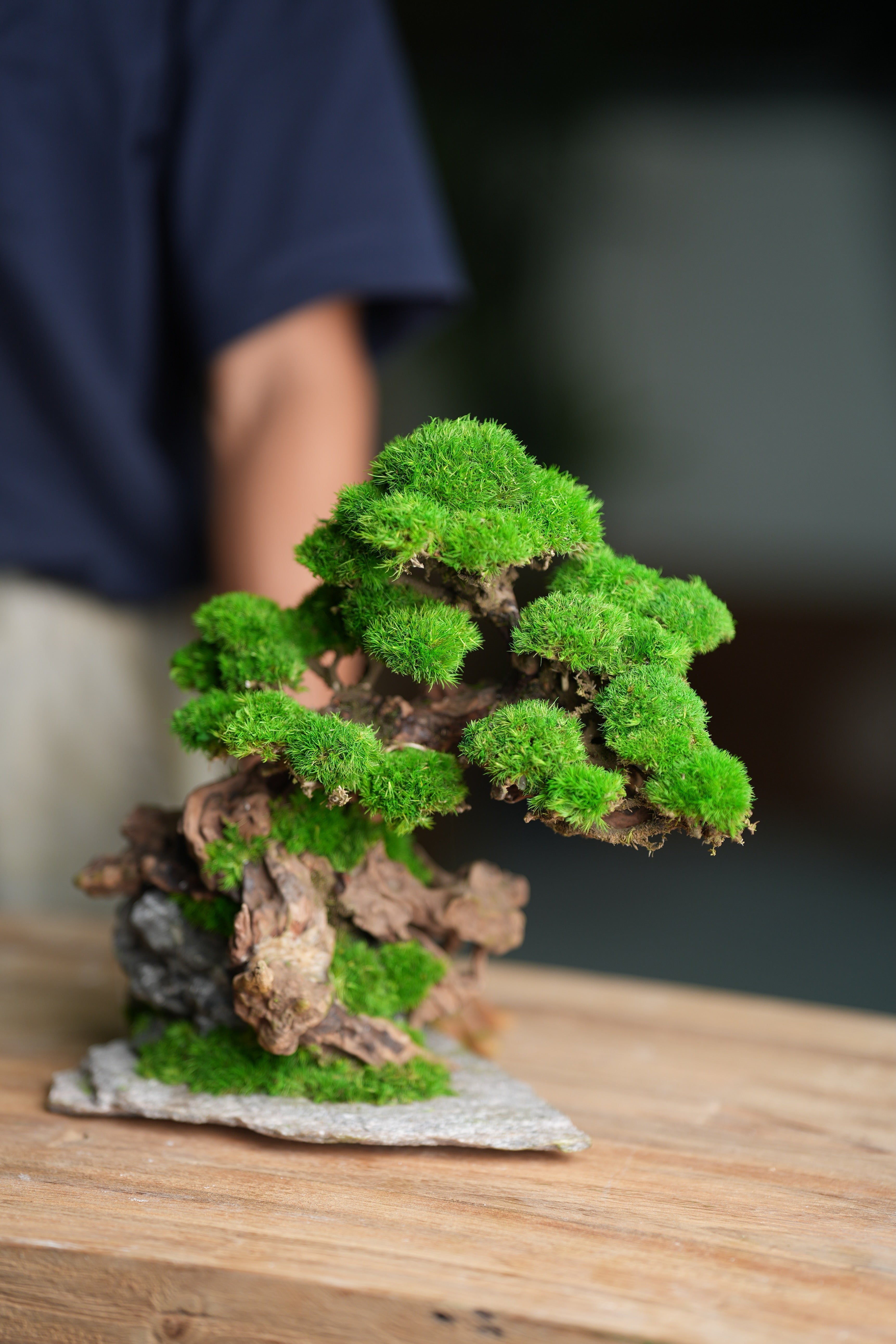 Greenwood - Citadel (Preserved Plants)