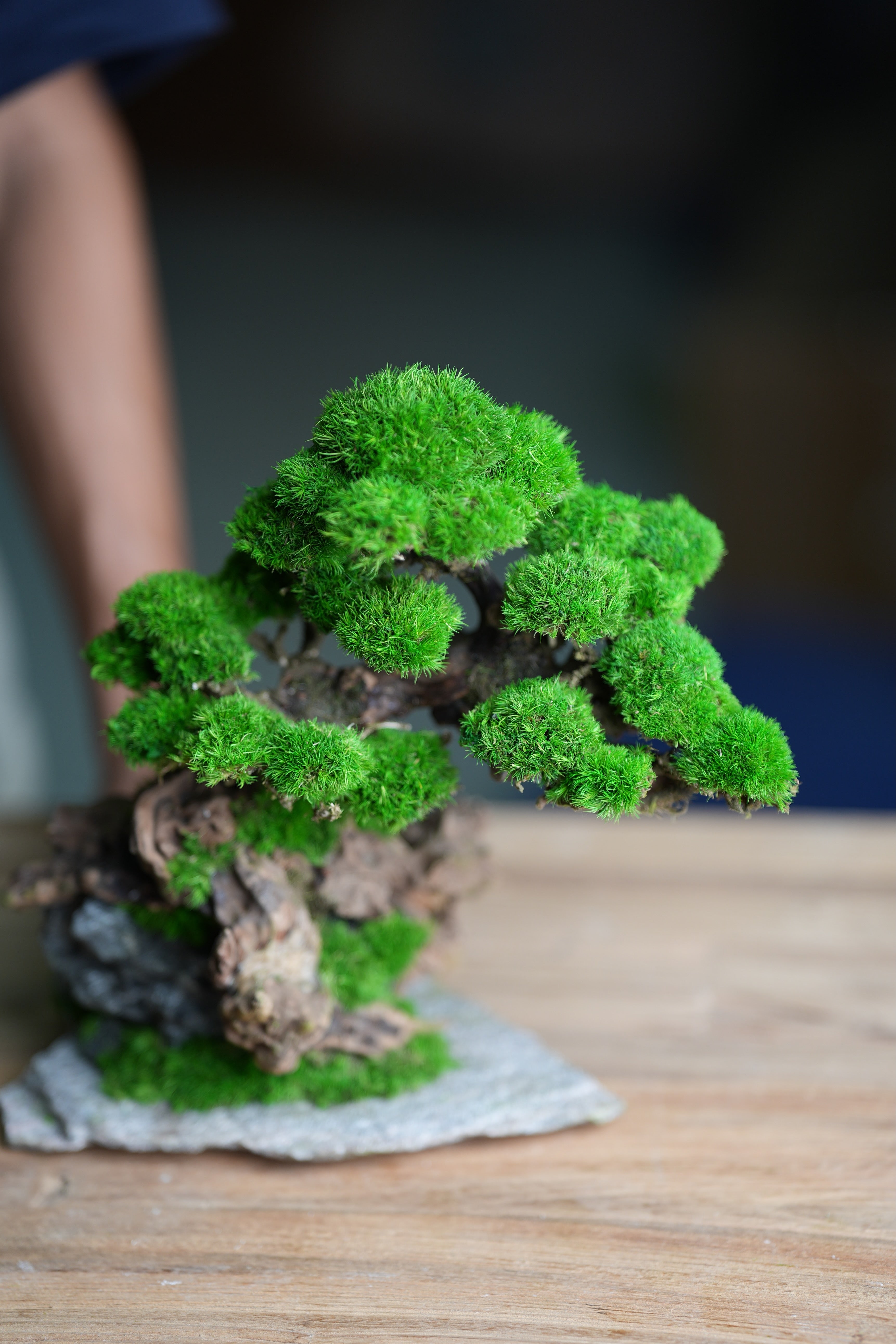 Greenwood - Citadel (Preserved Plants)