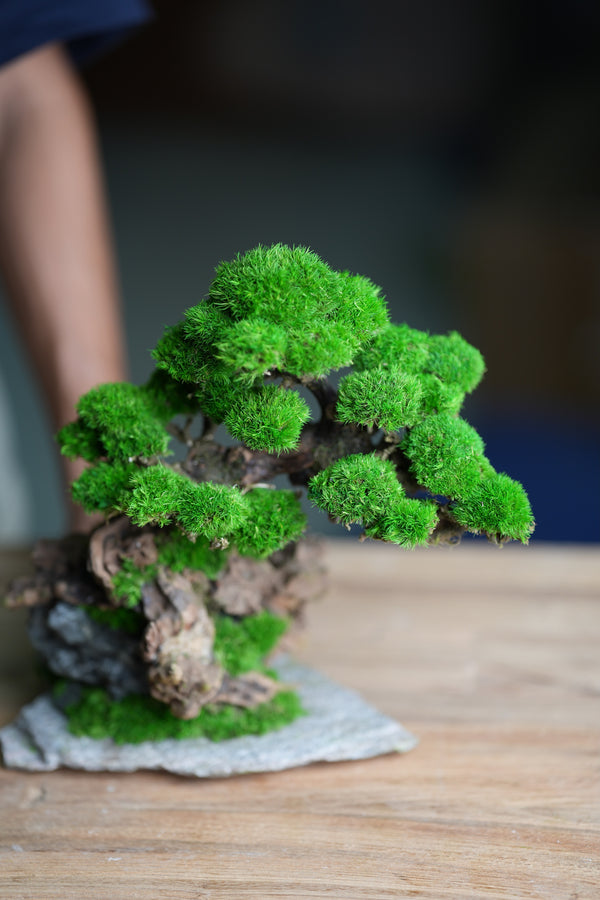 Greenwood - Citadel (Preserved Plants)