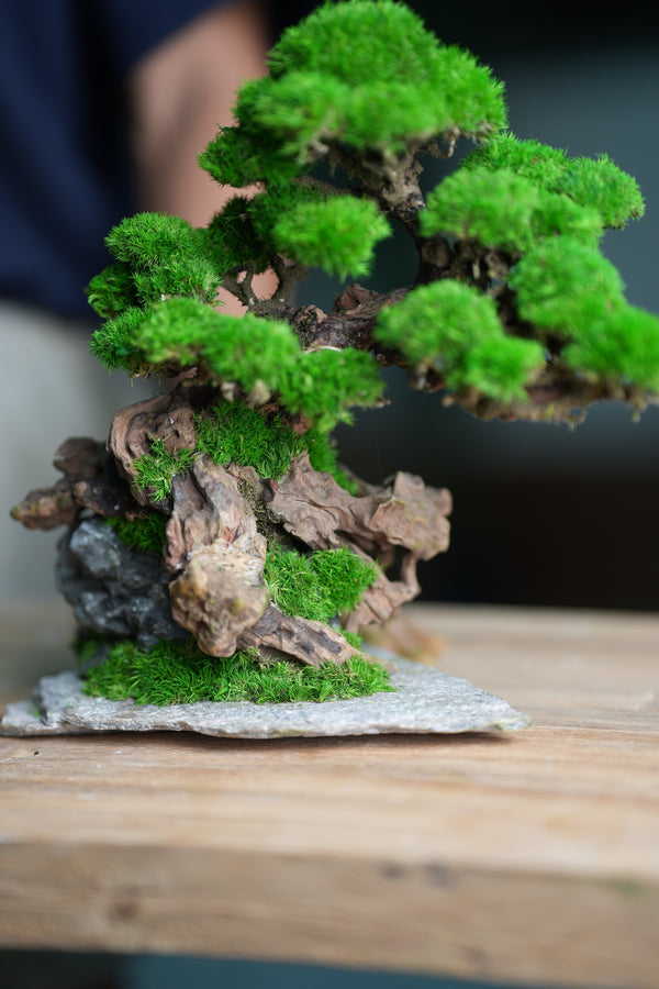 Greenwood - Citadel (Preserved Plants)