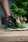 Greenwood - Citadel (Preserved Plants)