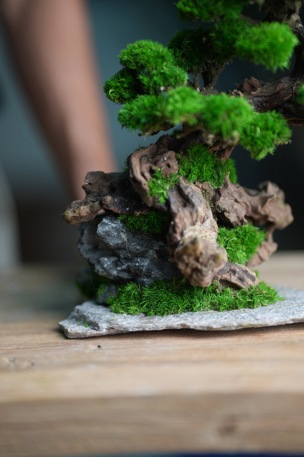 Greenwood - Citadel (Preserved Plants)