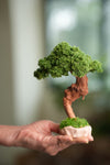 Greenwood - Freshman (Preserved Plants)