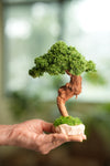 Greenwood - Freshman (Preserved Plants)