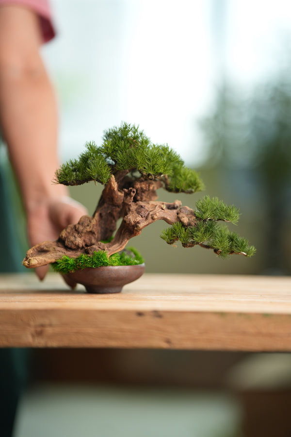Benchmark Pine - Cultured Garden (Preserved Plants)