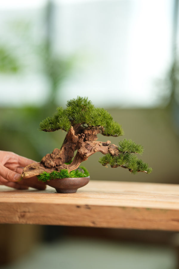 Benchmark Pine - Cultured Garden (Preserved Plants)
