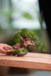 Benchmark Pine - Cultured Garden (Preserved Plants)