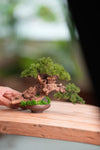 Benchmark Pine - Cultured Garden (Preserved Plants)