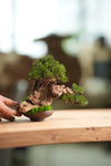 Benchmark Pine - Cultured Garden (Preserved Plants)