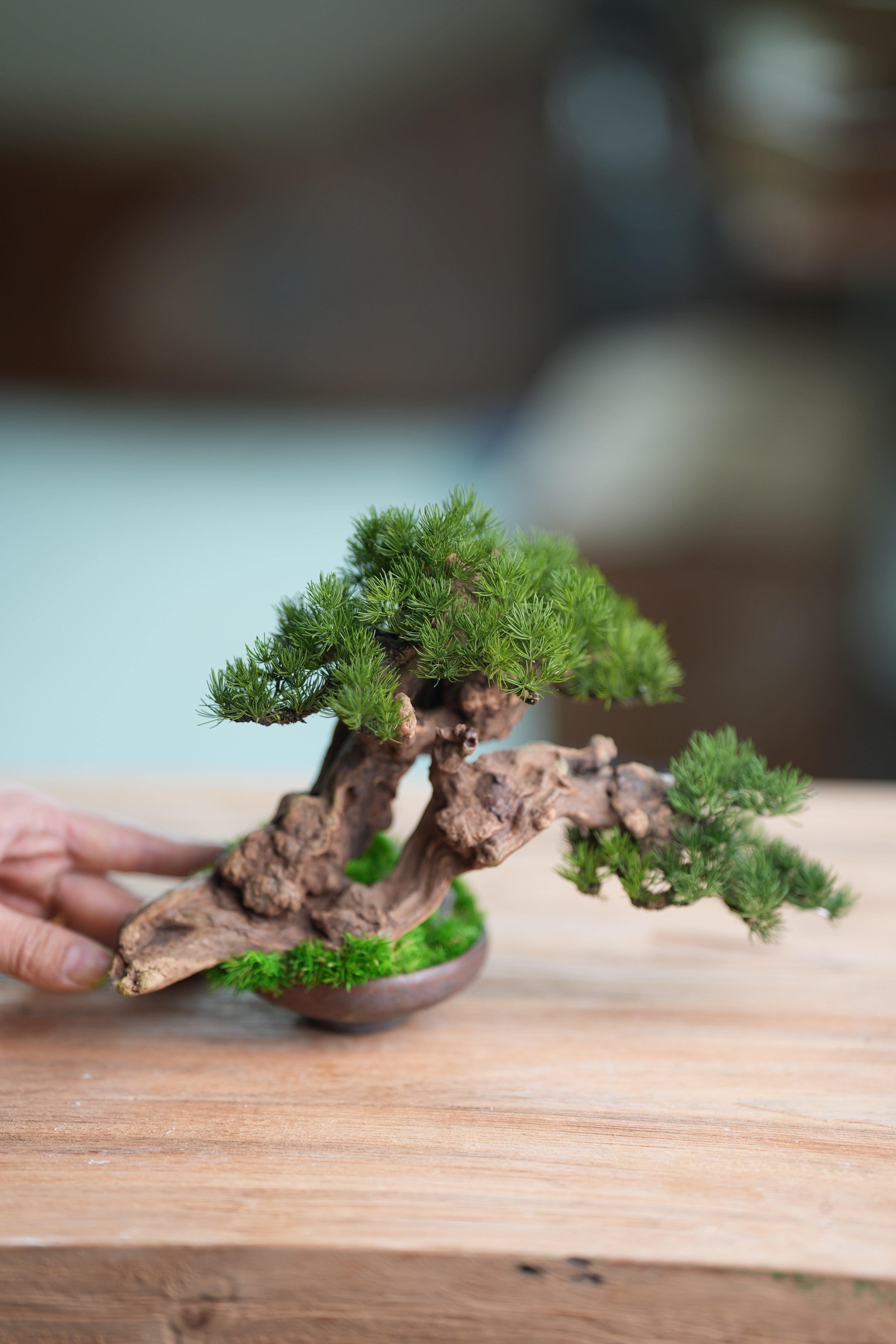 Benchmark Pine - Cultured Garden (Preserved Plants)