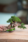 Benchmark Pine - Cultured Garden (Preserved Plants)