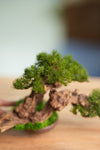 Benchmark Pine - Cultured Garden (Preserved Plants)