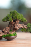 Benchmark Pine - Cultured Garden (Preserved Plants)