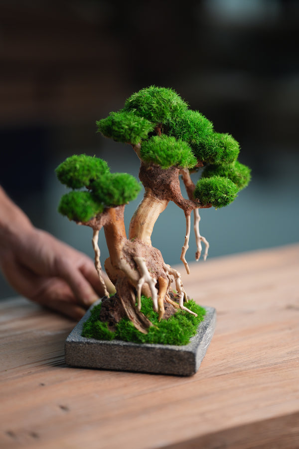 Greenwood (Preserved Plants)