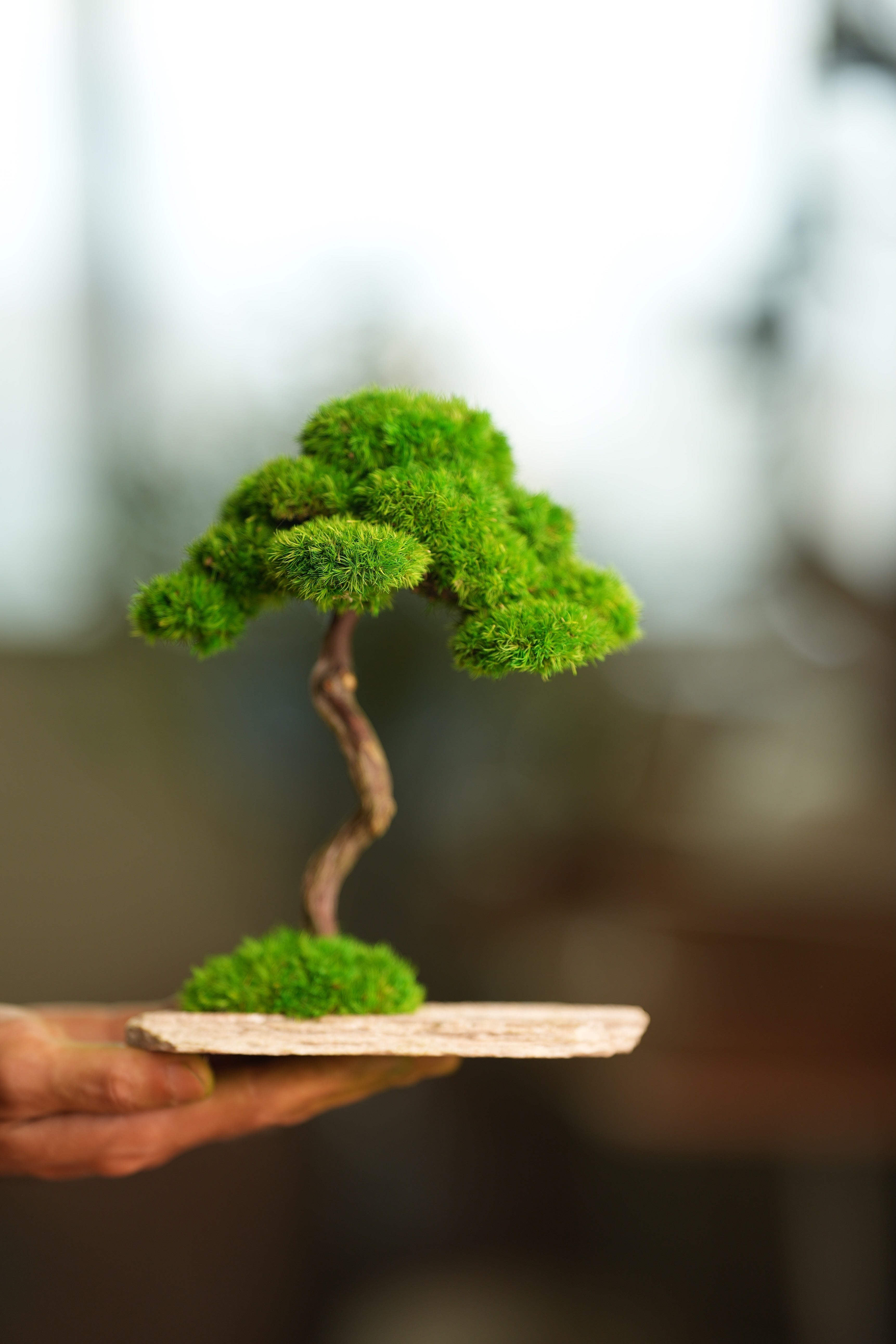 Rosewood (Preserved Plants)