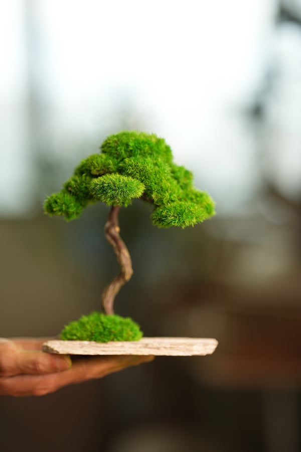 Rosewood (Preserved Plants)
