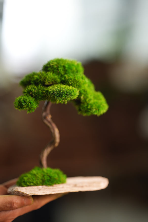 Rosewood (Preserved Plants)