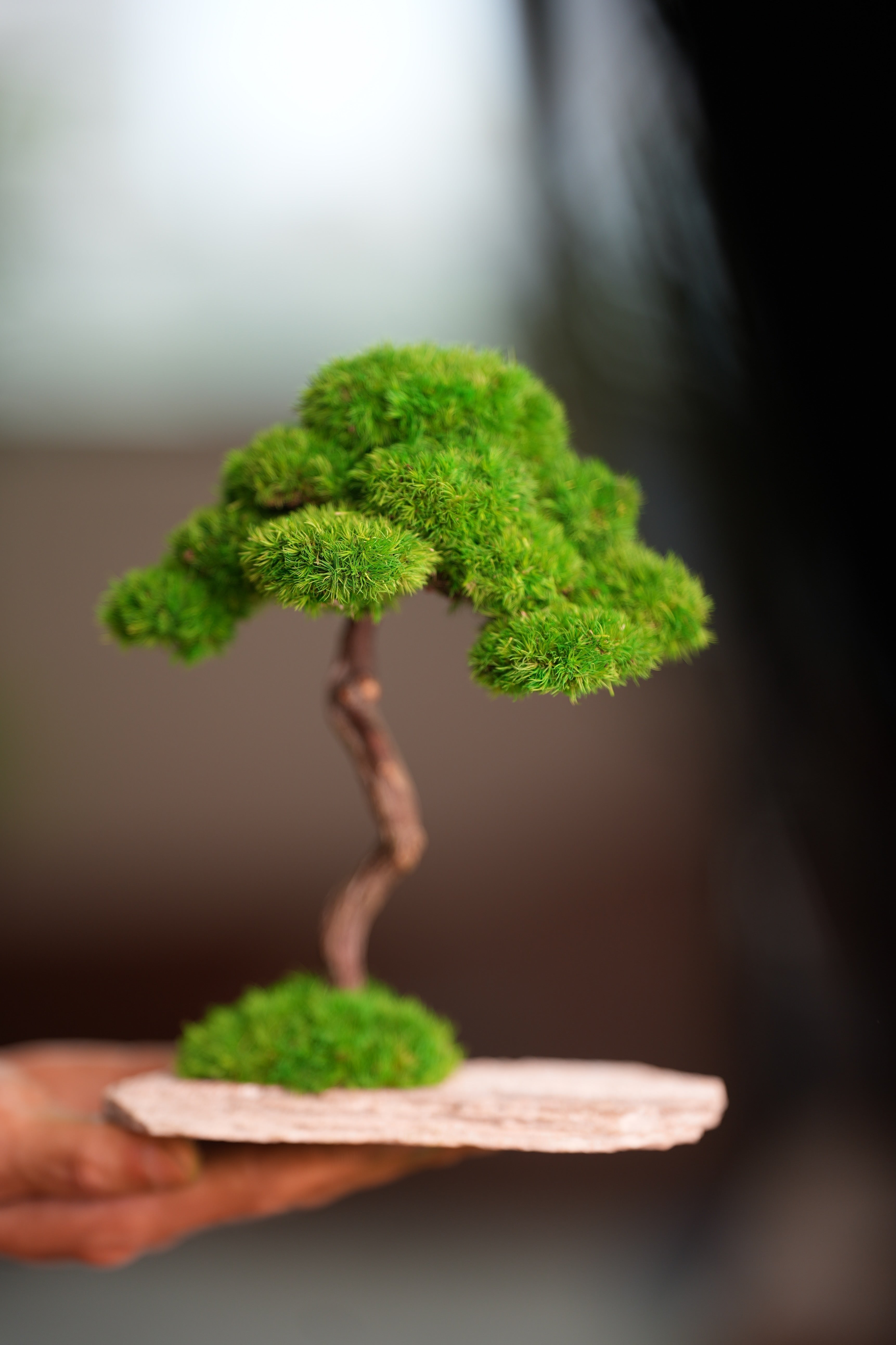 Rosewood (Preserved Plants)