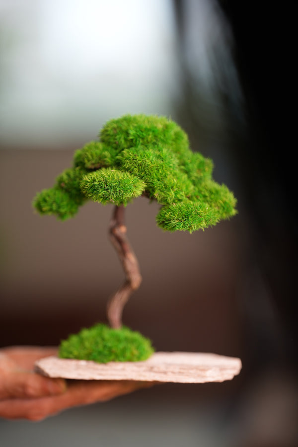 Rosewood (Preserved Plants)