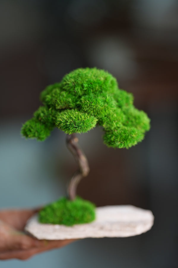 Rosewood (Preserved Plants)
