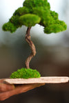 Rosewood (Preserved Plants)