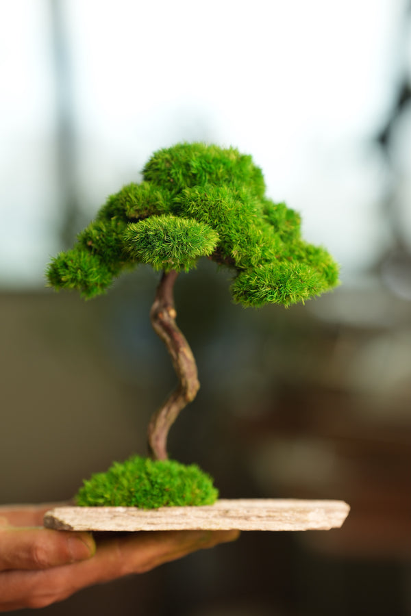 Rosewood (Preserved Plants)