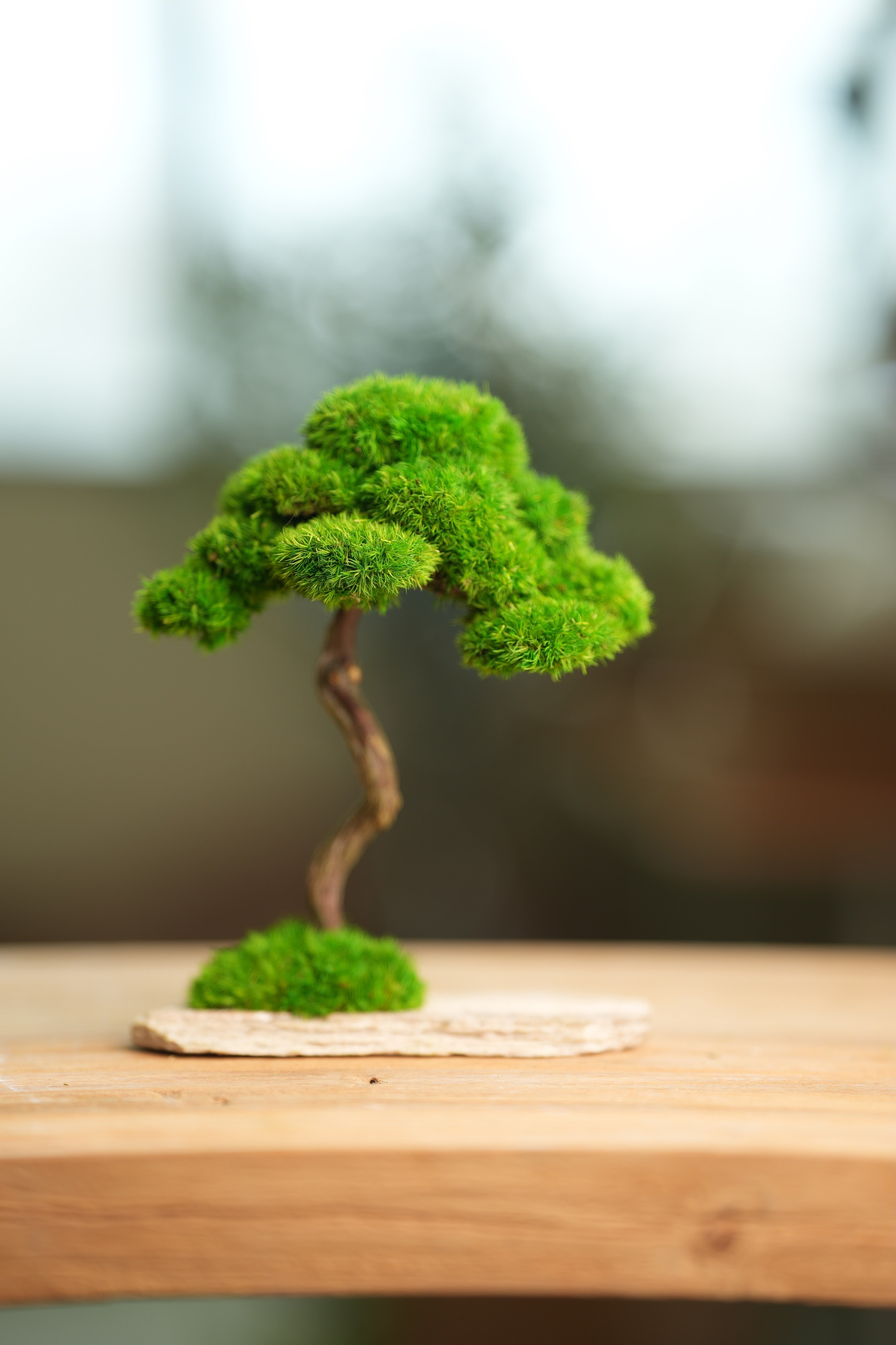 Rosewood (Preserved Plants)