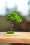 Rosewood (Preserved Plants)