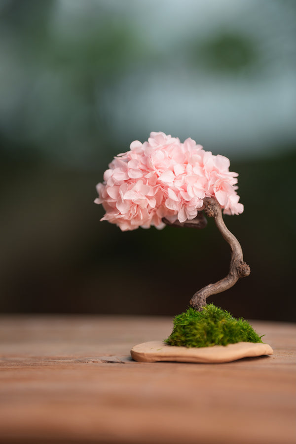 A Small Tree in the East - Sakura (Preserved Plants)