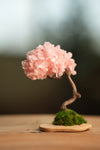 A Small Tree in the East - Sakura (Preserved Plants)