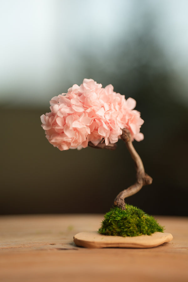 A Small Tree in the East - Sakura (Preserved Plants)