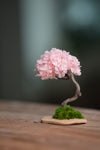 A Small Tree in the East - Sakura (Preserved Plants)