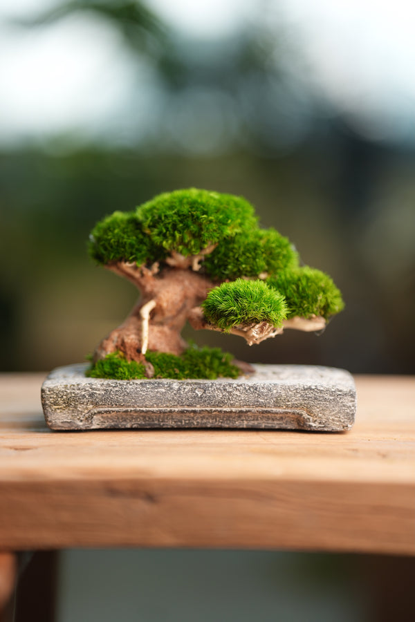 Slow Wood - Young - Anchor edition (Preserved Plants)