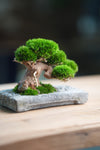 Slow Wood - Young - Anchor edition (Preserved Plants)