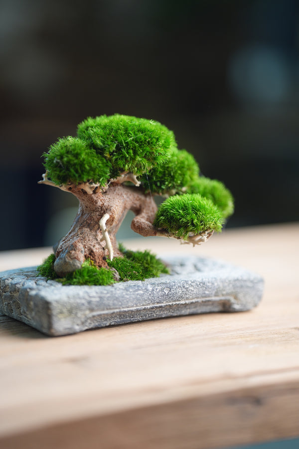 Slow Wood - Young - Anchor edition (Preserved Plants)
