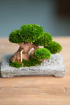Slow Wood - Young - Anchor edition (Preserved Plants)