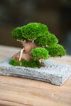 Slow Wood - Young - Anchor edition (Preserved Plants)