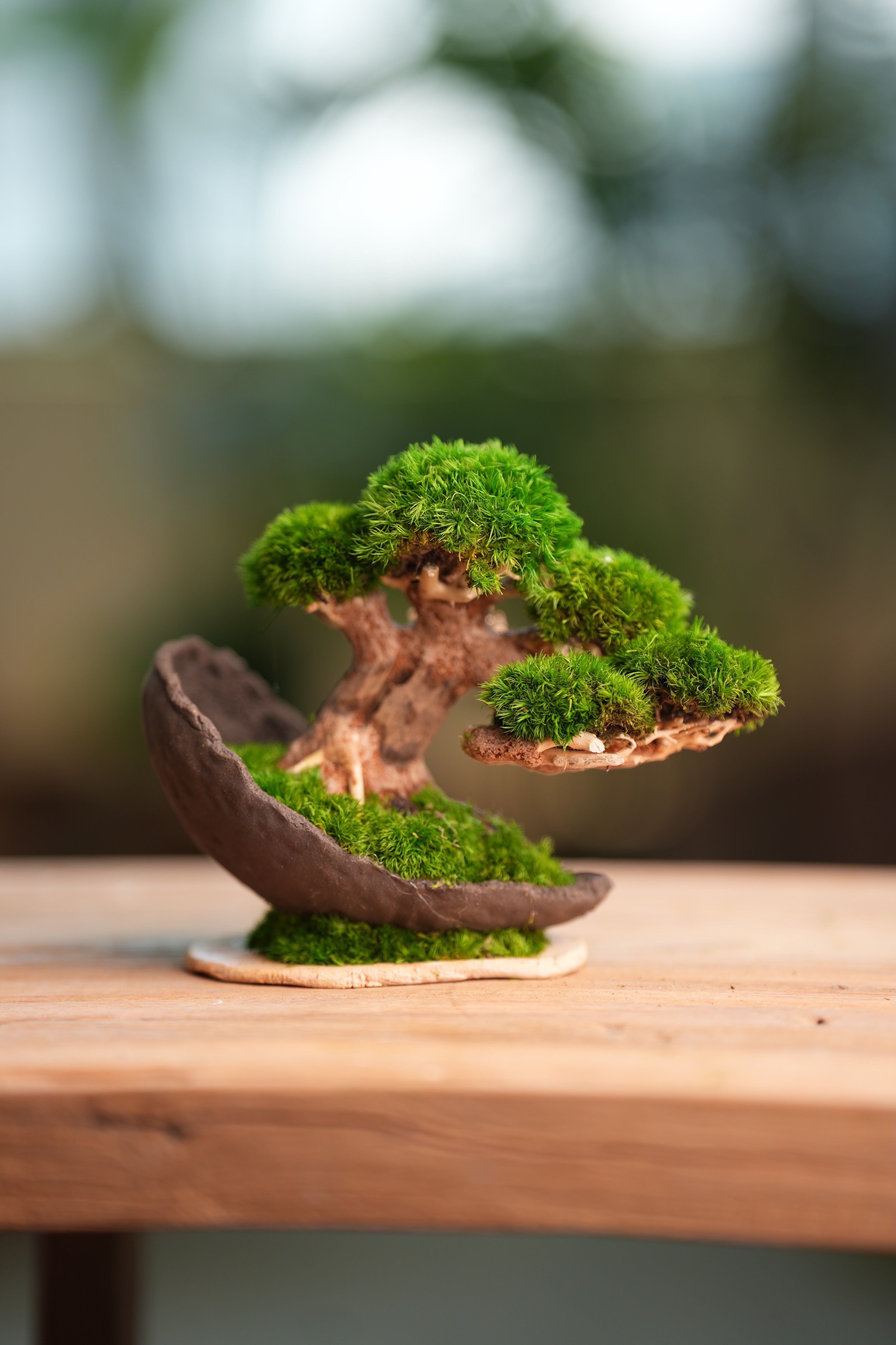 Slow Wood - Young - Half Moon (Preserved Plants)