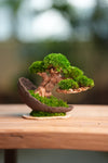 Slow Wood - Young - Half Moon (Preserved Plants)