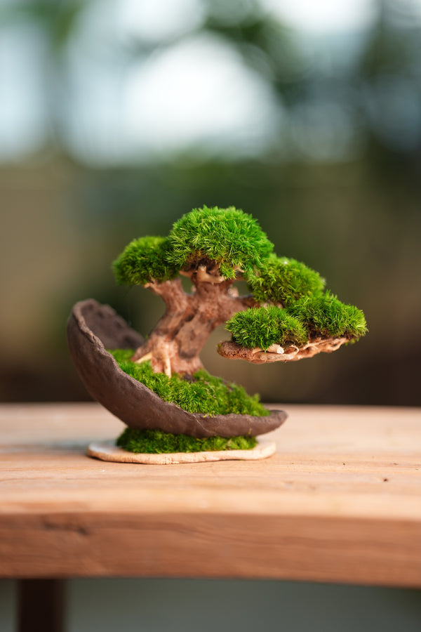 Slow Wood - Young - Half Moon (Preserved Plants)