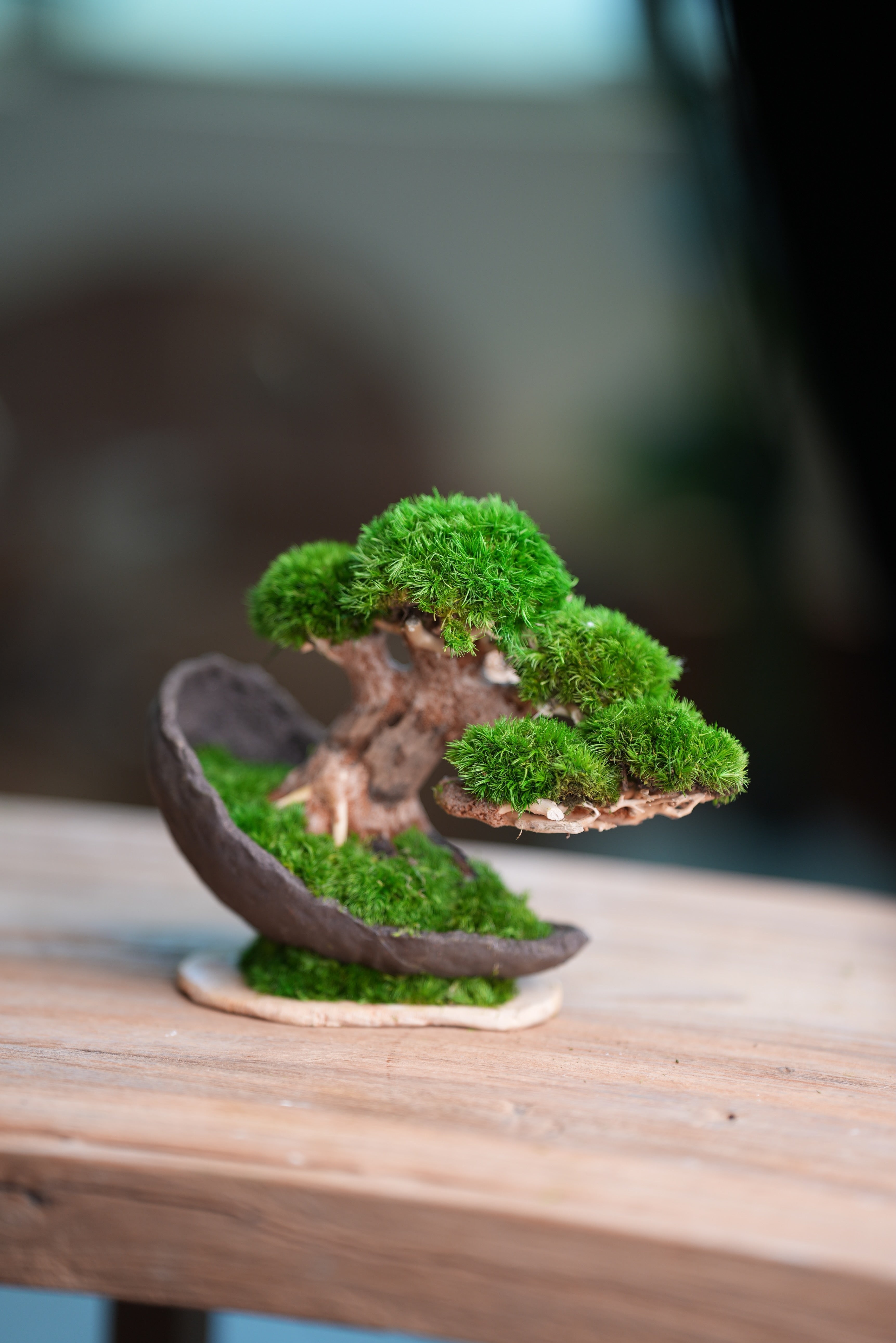 Slow Wood - Young - Half Moon (Preserved Plants)