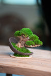 Slow Wood - Young - Half Moon (Preserved Plants)