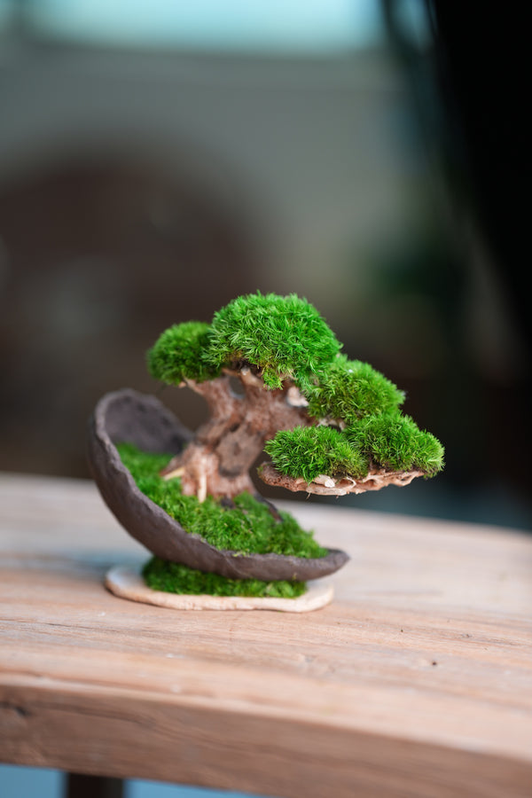 Slow Wood - Young - Half Moon (Preserved Plants)