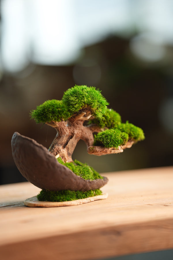Slow Wood - Young - Half Moon (Preserved Plants)