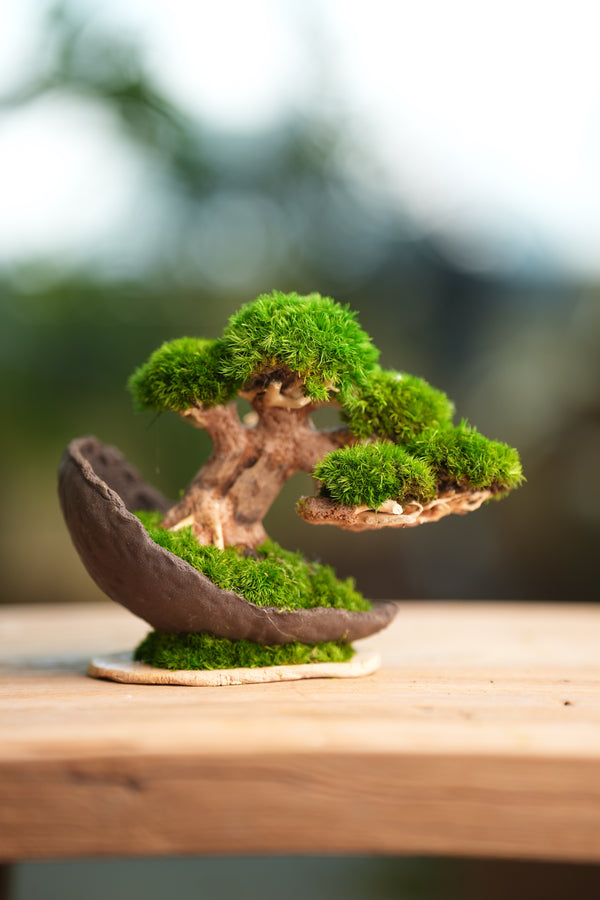 Slow Wood - Young - Half Moon (Preserved Plants)