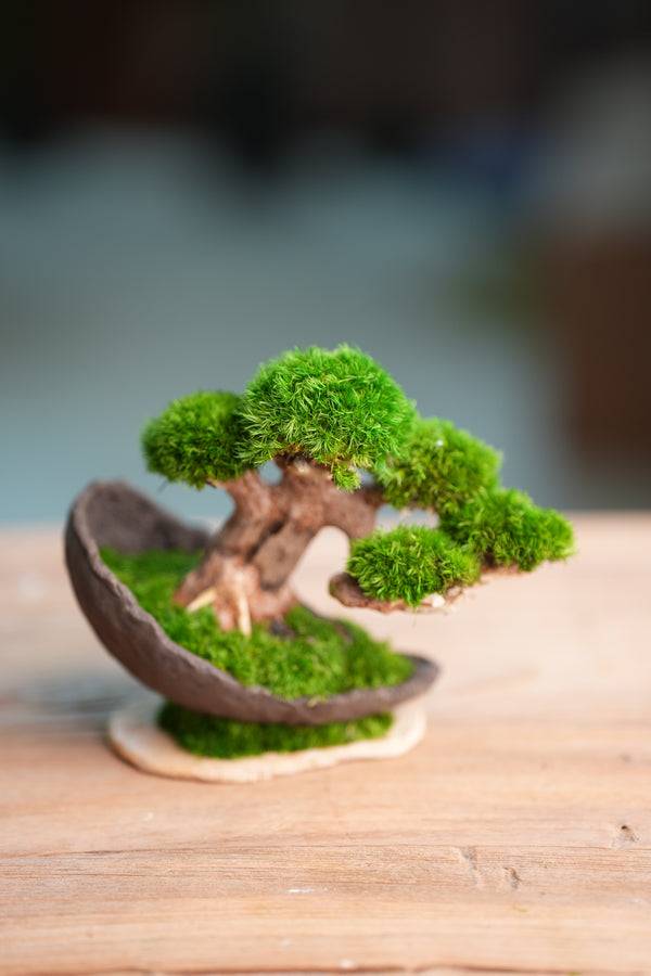 Slow Wood - Young - Half Moon (Preserved Plants)