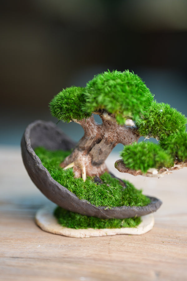 Slow Wood - Young - Half Moon (Preserved Plants)
