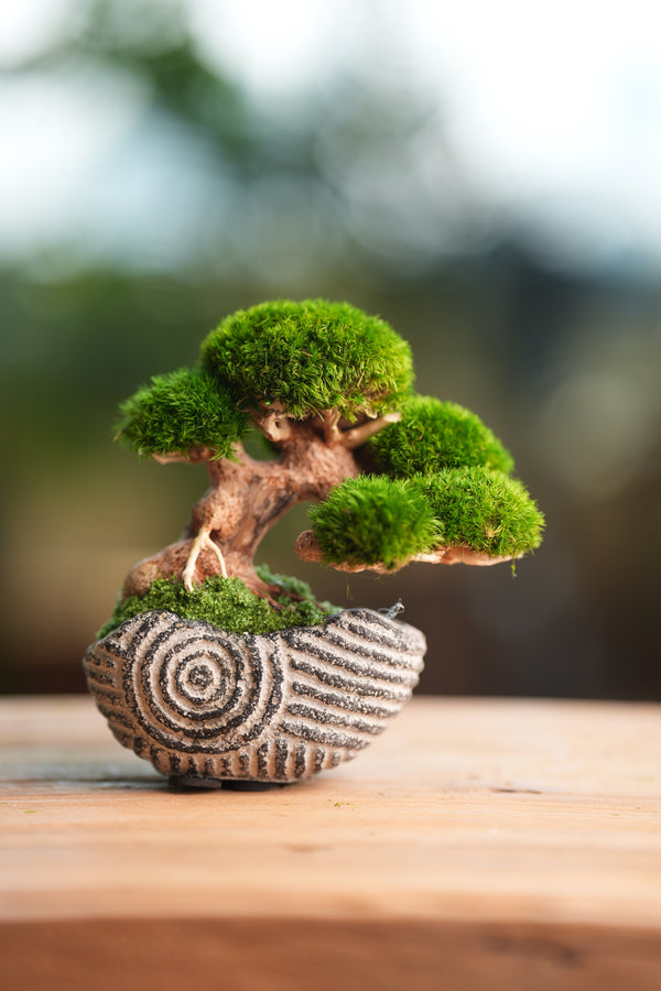 Slow Wood - Young - Anchor Spiral edition (Preserved Plants)