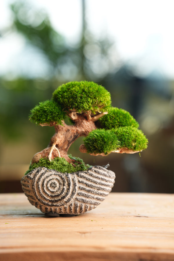 Slow Wood - Young - Anchor Spiral edition (Preserved Plants)