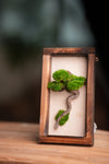 A Small Tree in the East - Wall Hanging edition (Preserved Plants)